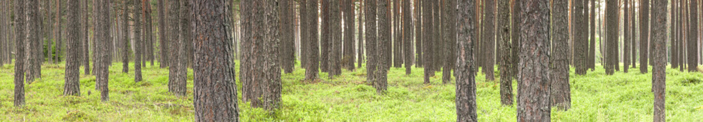 Green pine tree forest in summer