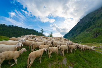 Transhumance of sheep in the mountains - obrazy, fototapety, plakaty