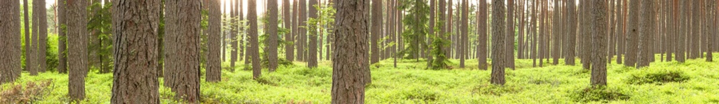 Fototapeta Green pine tree forest in summer
