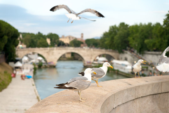 Gabbiani sul Tevere