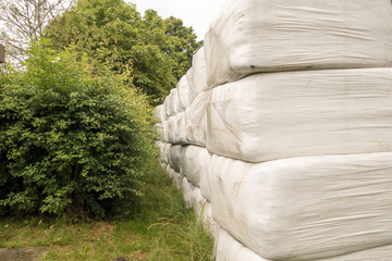 Stacked bales of harvested hay wrapped with plastic film on an early morning at the beginning of...