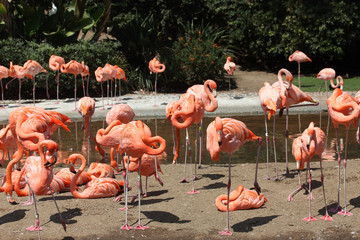 Flamingos