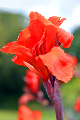 Cana generalis President close up of red flower