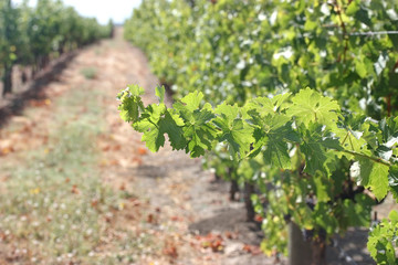 Fototapeta na wymiar Grape Vine Branch