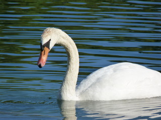 le cygne blanc tuberculé