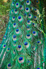 Peacock green and blue plumage