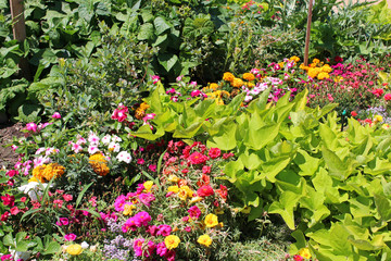 Fototapeta na wymiar Flowers and vegetables garden