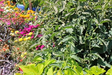 Garden with young fresh vegetables