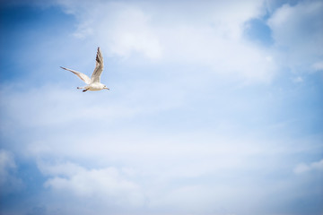 seagull flying