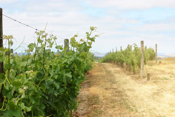 Obraz premium Vineyard