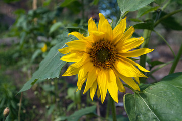 Sonnenblume