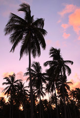 Fototapeta na wymiar Palms on the Beach
