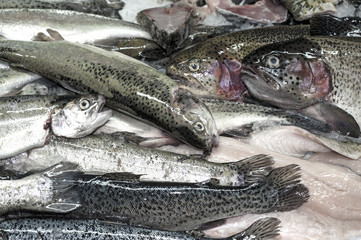 Fresh Trout fish on ice on the market