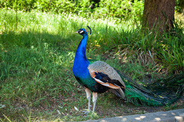 Obraz premium Peacock with colourful tail walking in the zoo