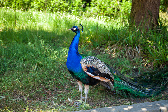 Peacock with colourful tail walking in the zoo