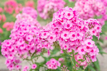 Pink phlox flowers in the garden