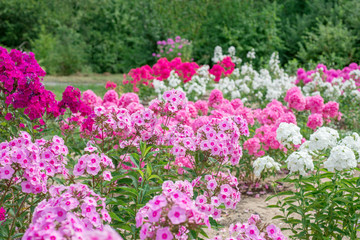 Pink phlox flowers in the garden - 85768472