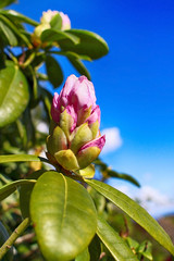 Fototapeta premium Magnolia Bud