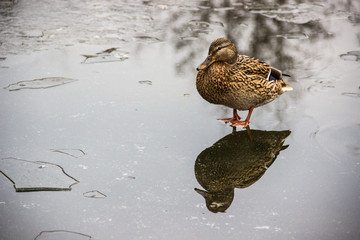 Ente auf dem Eis 2