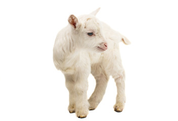 little white goat