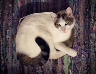 Kot © Aleksandra Madejska