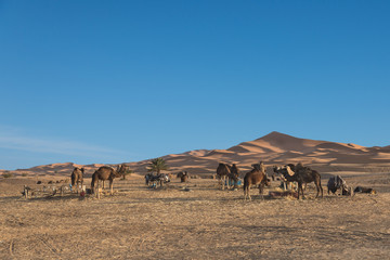 Fototapeta na wymiar The group of camel standing near the desert