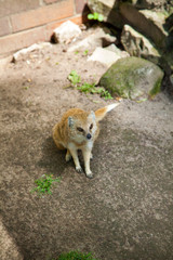 Portrait of a yellow mongoose