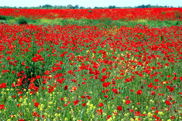 Red poppy field