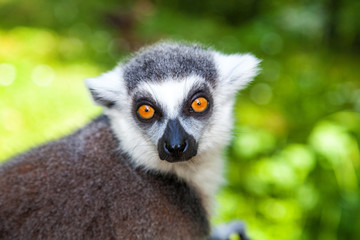 Portrait of ring-tailed lemur