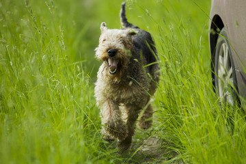 Dog. Airedale.