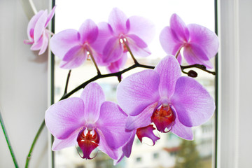 Fototapeta na wymiar Fine branch of the blossoming pink orchid