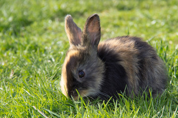 Hase im Grünen 3