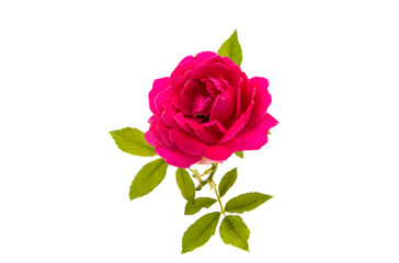 Red rose isolated
