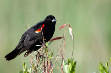 Male Red-winged Blackbird in early spring