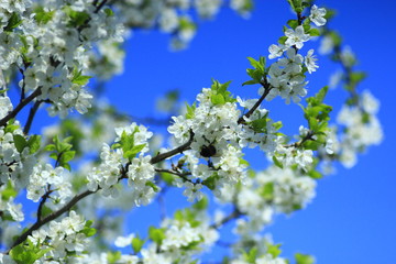 blossoming tree of plum on background of the blue sky