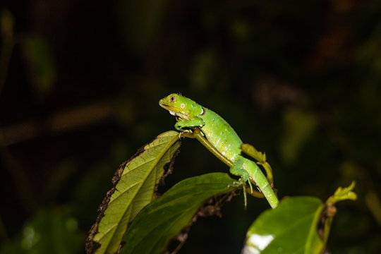 iguana verde