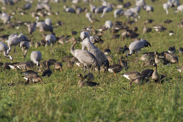 Kraniche, Grus grus, Graukranich
