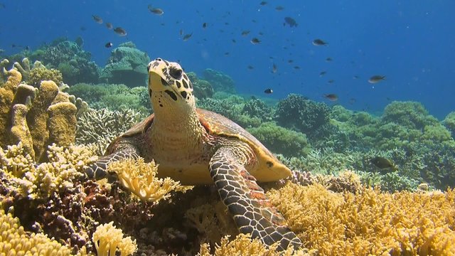 Hawksbill turtle on a colorful coral reef