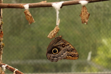 Forest Giant Owl butterfly (or Owl Butterfly) in Innsbruck, Austria. Its scientific name is Caligo Eurilochus, native to Suriname, Guyana, Brazil and Amazon river basin.