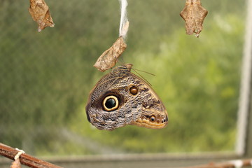 Forest Giant Owl butterfly (or Owl Butterfly) in Innsbruck, Austria. Its scientific name is Caligo Eurilochus, native to Suriname, Guyana, Brazil and Amazon river basin.