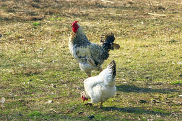 cock and hen walk on the rural court yard