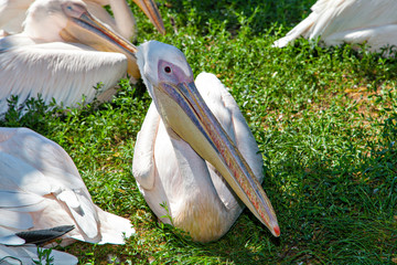 Portrait of white pelican at lake