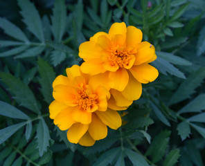 Marigold (Tagetes Erecta) flower. Flowers and gardens