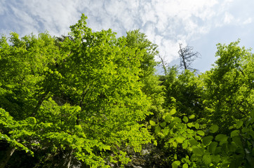 view into the treetops in the summer afternoon sun
