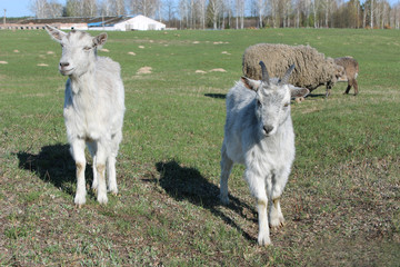 two young goats on the pasture