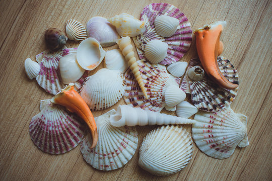 Seashells and Coral as background