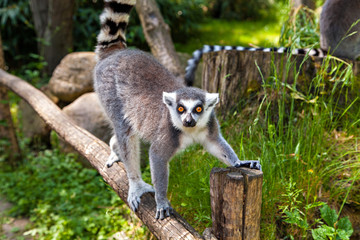 Ring-tailed lemur on the tree