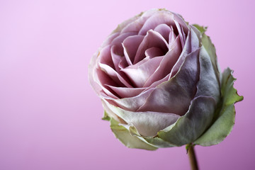 close up of purple rose