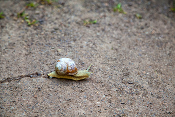 Snail with cracked shell on the ground