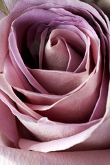 Obraz na płótnie Canvas close up of purple rose